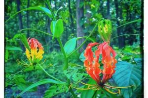 Photo Gallery