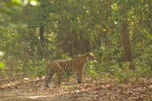 Animal Photo Gallery