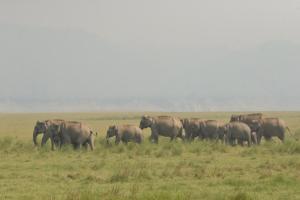 Animal Photo Gallery
