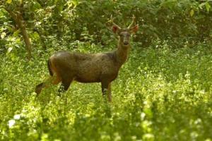Animal Photo Gallery