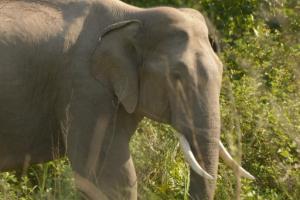 Animal Photo Gallery