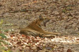 Animal Photo Gallery