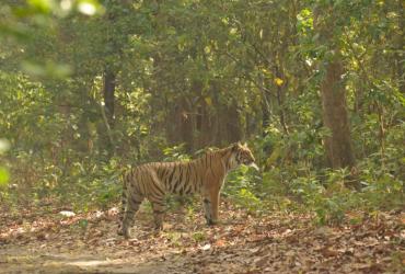 Animal Photo Gallery