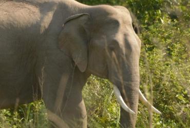 Animal Photo Gallery