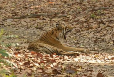 Animal Photo Gallery