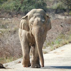 Elephant Ride
