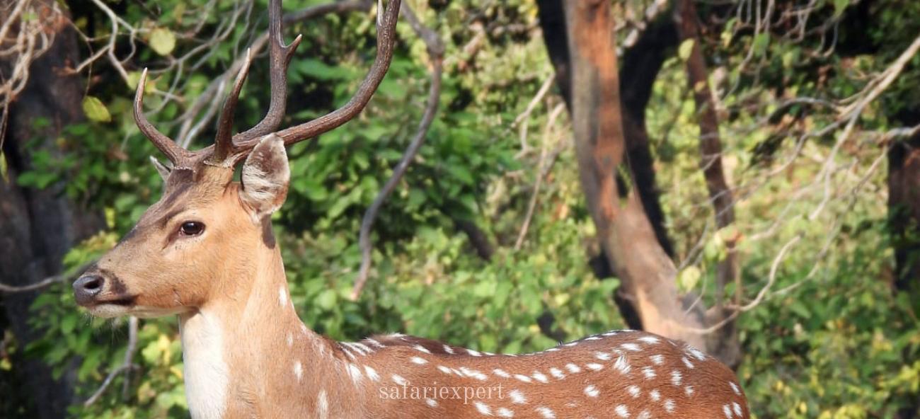 Safari Expert JimCorbett National Park