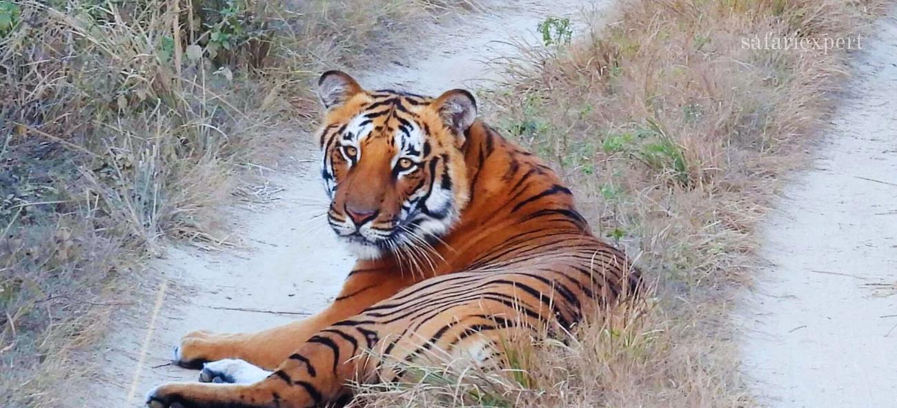 Safari Expert JimCorbett National Park