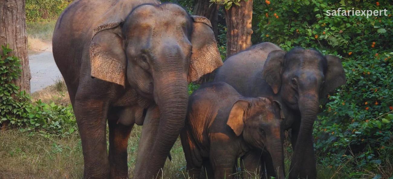 Safari Expert JimCorbett National Park