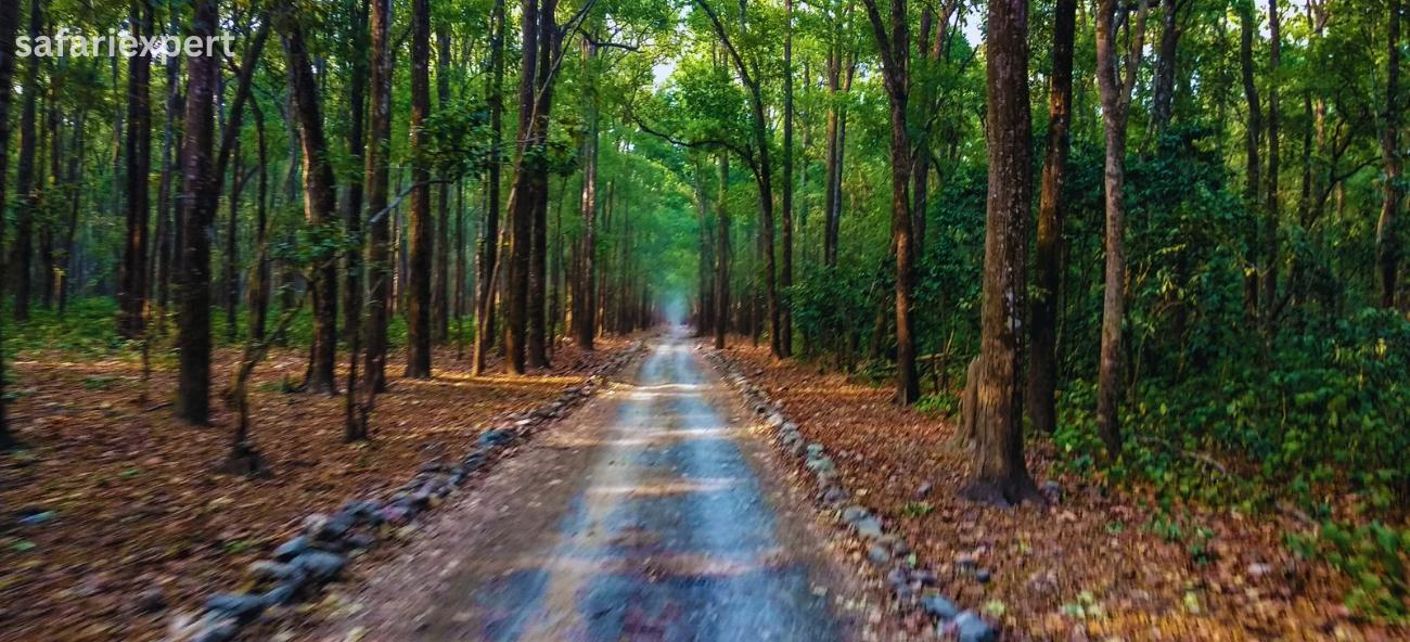 Safari Expert JimCorbett National Park