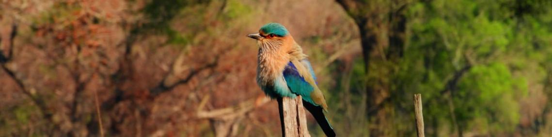 Corbett Safari zones